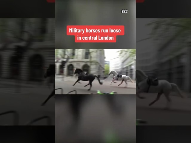 Military horses run loose in central London #shorts