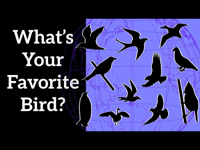 What Is Your Favorite Bird?