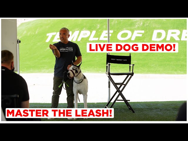 Watch This to Master the Leash! (Live Dog Demonstration)