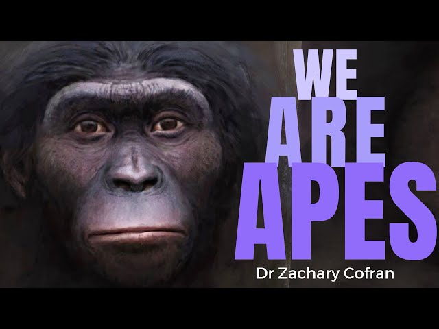 Humans Are Apes (& Here's Why) ~ with Anthropologist ZACHARY COFRAN