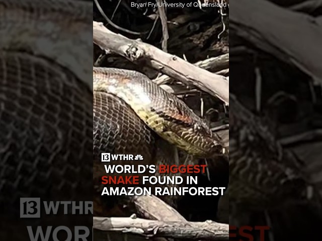 World’s biggest snake found in Amazon Rainforest at nearly 25 feet long and about 1,100 pounds