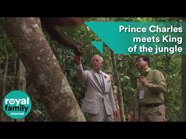 Prince Charles touches hands with orangutan in Borneo rainforest