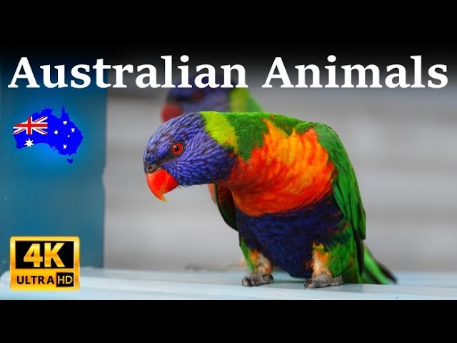 Australian Animals 4K UHD Amazing Australia Wildlife