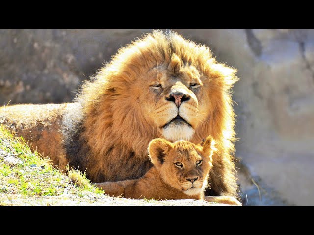 How Lion Cubs Are Raised To Be King Of The Jungle | WORLD'S DEADLIEST | Real Wild