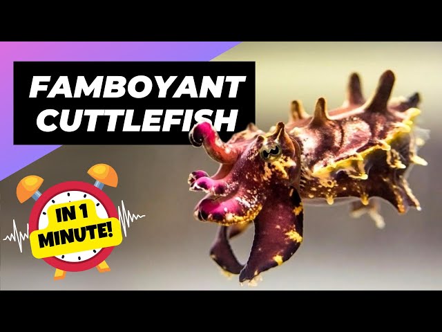 Flamboyant Cuttlefish 🦑 Color-Changing Creature! | 1 Minute Animals