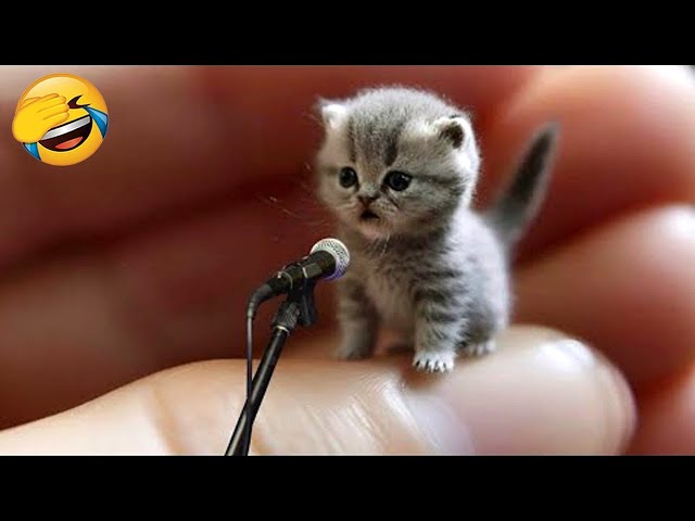 Best Funny Animals 2024 😂 Funniest Cats and Dogs 😻🐶 Part 2