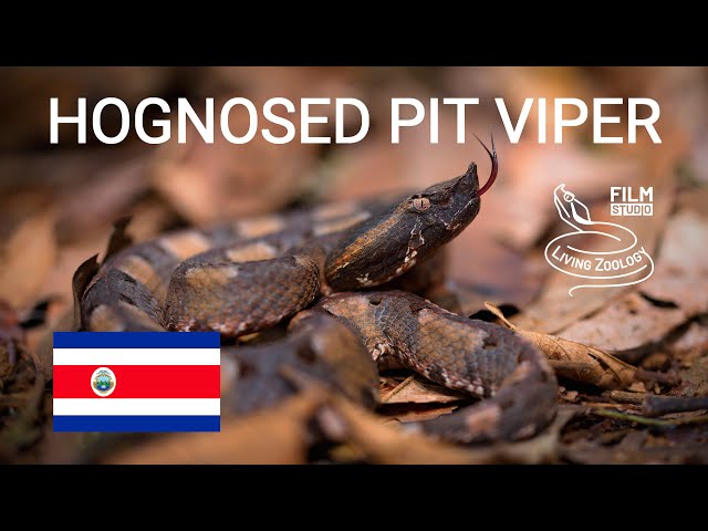 Venomous Hognosed pit viper (Porthidium nasutum), dangerous snake from Costa Rica, Nose-horned viper