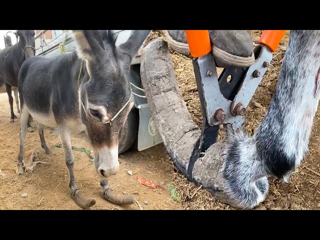 Rescue The Donkey Abused by its Owner!Its Hooves Are Astonishingly One Meter Long!