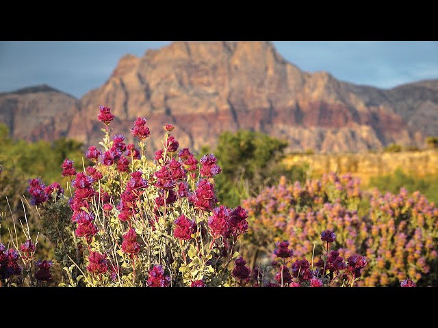 Desert Wildflowers in Red Rock Canyon National Conservation Area
