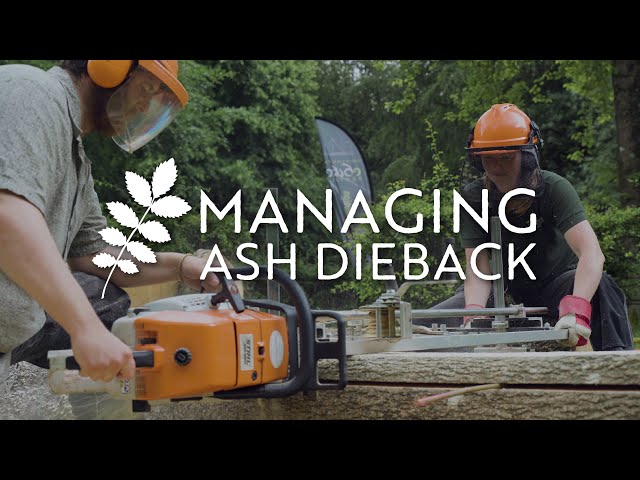 Managing ash dieback
