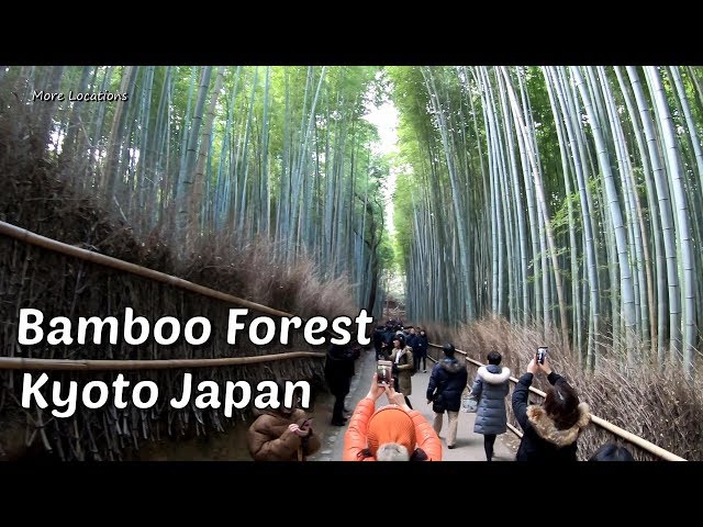 Bamboo Forest Kyoto Japan | Arashiyama Bamboo Grove