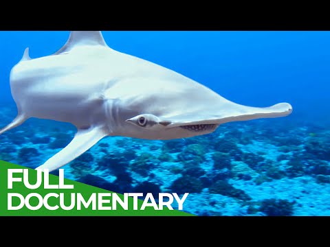 Adventure Ocean Quest | All Episodes | Free Documentary Nature