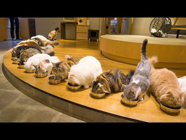 Visiting the Biggest Cat Cafe in Japan | Cat Cafe MOCHA Lounge Shinjuku | ASMR