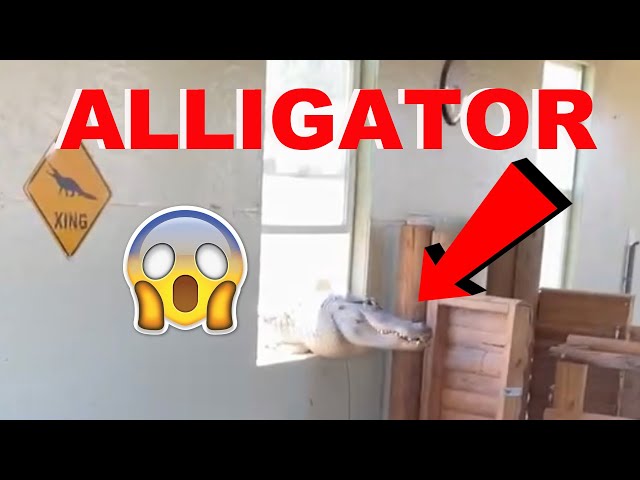 Alligator BREAKS Through Window: What Went Wrong???