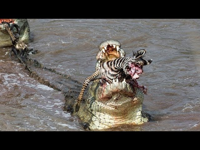 15 Times Wild Crocodile Attacks Caught On Camera