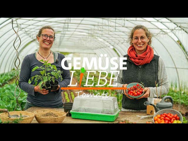 Tomaten - Alles was Du über den Anbau auf dem Balkon und im Freiland wissen musst | Gemüseliebe