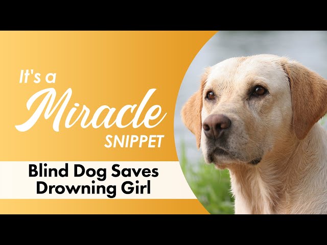 Blind Dog Saves Drowning Girl - It's A Miracle Snippet