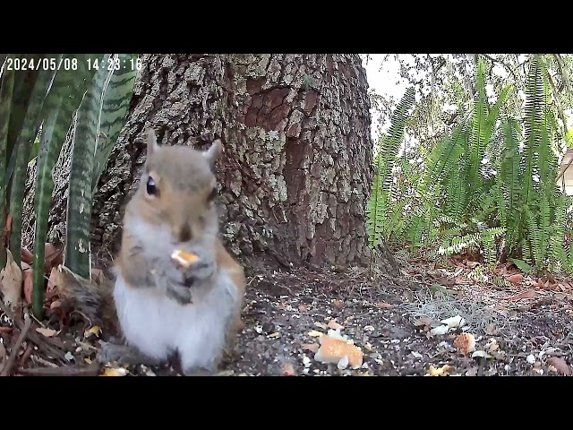 What's better than watching a squirrel eat a corn kernel for 20 secs - try 5 minutes - Close up