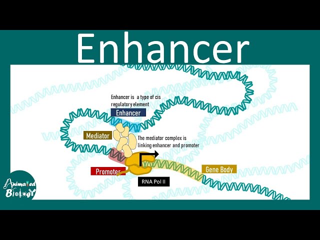 Enhancer and eukaryotic gene expression regulation | Cis regulatory elements |Enhancer promoter loop