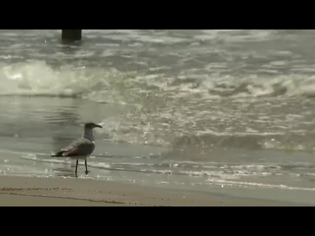 Protect the ocean on World Ocean Day in Galveston