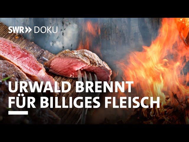 Der Urwald brennt für unser billiges Fleisch | SWR Doku