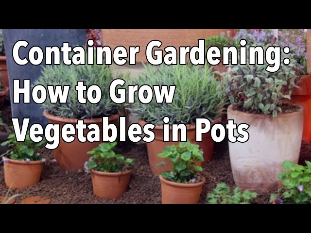 Container Gardening - Top Tips for Success