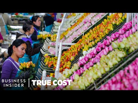 Why Flowers Are So Cheap, And Who’s Paying The Price | True Cost | Business Insider