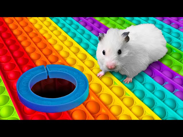 Hamster POP IT Maze [OBSTACLE COURSE]