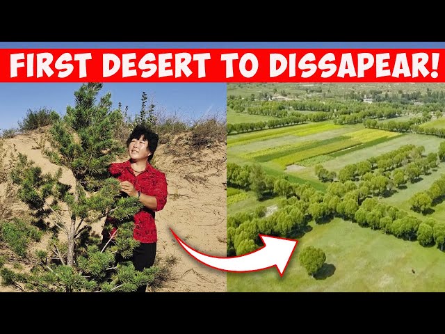 How This Woman Totally Reversed Chinas Desert - From Sand Dunes To Green Forests