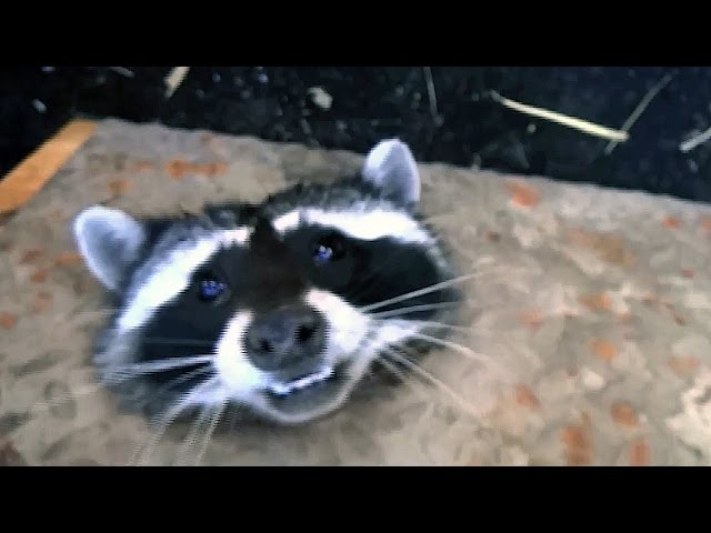 Cute Raccoon Freed From Drain Using Angle Grinder