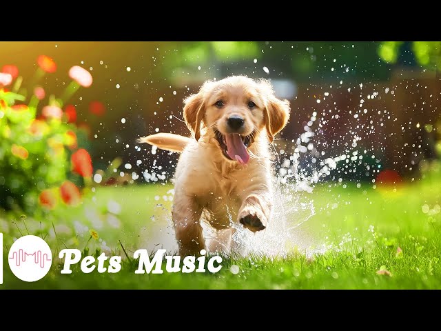 Dog Music🎵 Relaxing Sounds for Dogs with Anxiety🐶 Separation anxiety relief music💖Dog Calm