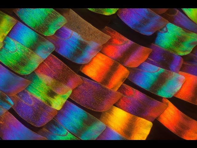 The Magic of Butterfly Scales - Part 1 - Smarter Every Day 104