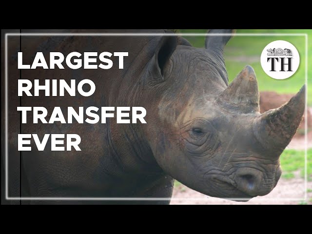 Largest single rhino transfer ever