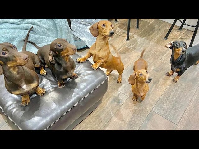 One Hour and a Half Enjoyable Sausage dogs puppies Video compilation  Funny Playful Cute video