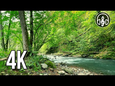 Sounds of nature. Noise of a mountain river and the singing of forest birds. 12 hours of 4K video.