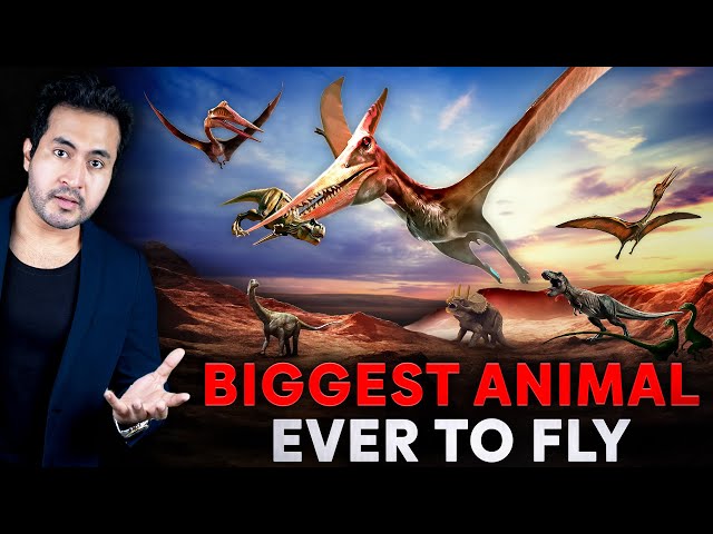 What Happened with the BIGGEST ANIMAL to Ever FLY?