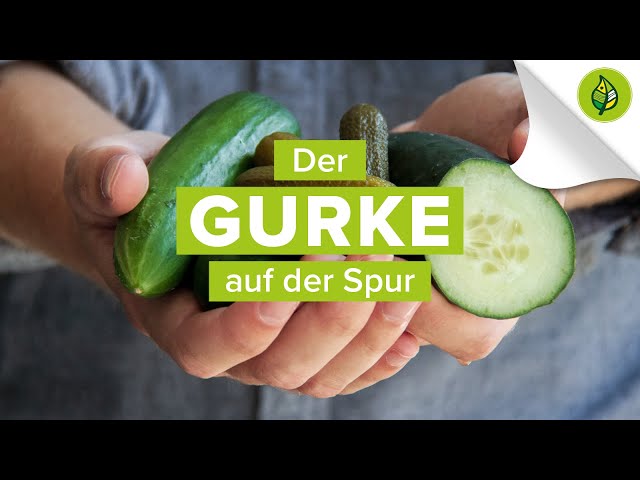 Der Weg der GURKE in Österreich - Teaser