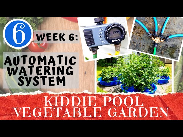 KIDDIE POOL VEGETABLE GARDEN - Week 6: Irrigation System Setup & Pest Control | Container Gardening