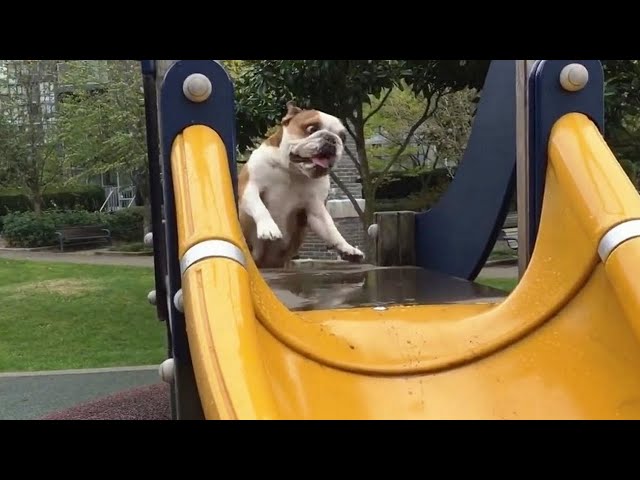Funny Dogs On Slides Compilation!