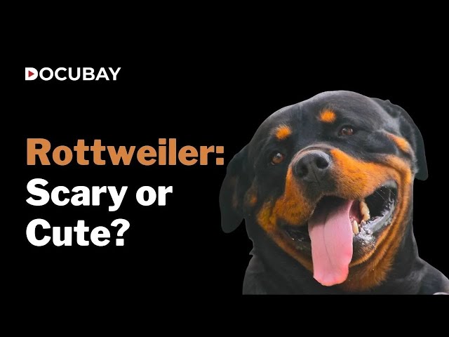Are Rottweilers Ferocious Guard Dogs Or Family Pets? Watch 'BLACK BEAUTY BREED' On DocuBay!
