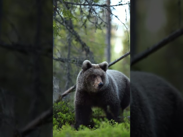 A bear cub who finds that the path he is taking is the wrong one and turns back to the right path