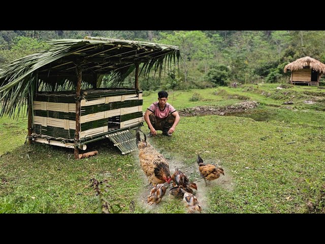 Designing a chicken coop from bamboo in 2024