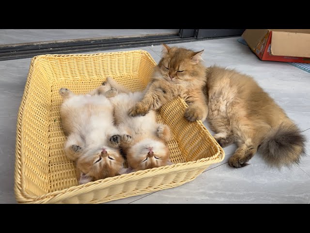 The cat father looks a little sad. Does he suspect that the kitten is dead🤣?Cute animal video